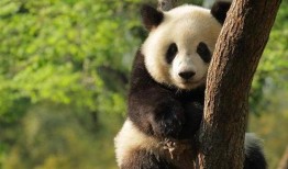 爆料娱乐圈的熊猫头,明星们的萌态瞬间