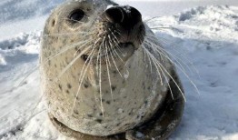 娱乐吃瓜君海豹