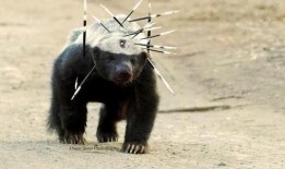 蜜獾最新皮肤爆料,炫酷特效引期待