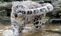 老汪爆料虎豹视频大全集