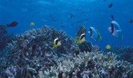 新版海洋地形爆料视频,震撼爆料视频深度解析