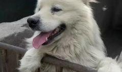 猫和狗的爆料视频,揭秘宠物界的真实生活