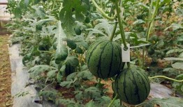 吃瓜51网免费吃瓜,免费吃瓜，畅享娱乐盛宴