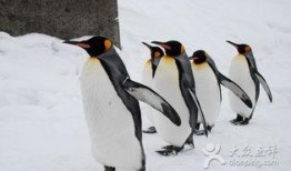 企鹅吃瓜爆料最新,娱乐圈最新猛料大揭秘！