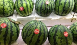 吃瓜51网免费吃瓜,免费吃瓜，畅享娱乐盛宴