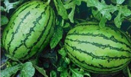 8月10日吃瓜事件网红,网红引发的网络狂欢与反思