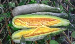 泰安网红吃瓜,揭秘网络红人的幕后故事