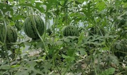 吃瓜51网免费吃瓜,免费吃瓜，畅享娱乐盛宴