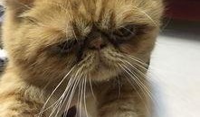 加菲猫1在线观看,萌宠逆袭，笑料横生