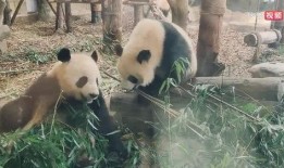 娱乐吃瓜大熊猫视频