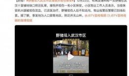 武汉网友爆料视频,惊现神秘现象，揭秘城市背后惊人秘密！