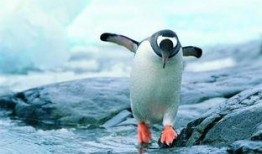 企鹅吃瓜爆料最新,娱乐圈最新猛料大揭秘！