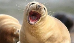 娱乐吃瓜君海豹