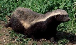 蜜獾最新皮肤爆料,炫酷特效引期待