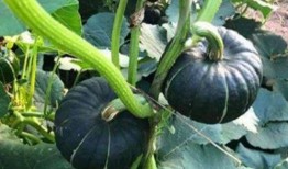 韩国网红e吃瓜,揭秘韩国网红圈幕后故事