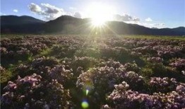 吉林市岔路乡最新爆料,揭秘乡村发展新动向