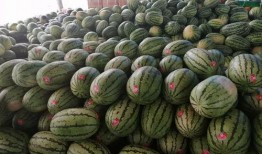 动态吃瓜壁纸下载免费,免费下载，轻松捕捉夏日炎炎中的清凉瞬间