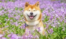 看萌狗最新爆料视频网站,揭秘热门视频网站背后的精彩瞬间