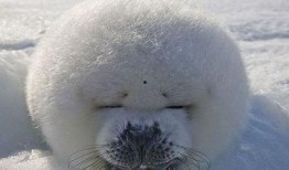 娱乐吃瓜君海豹