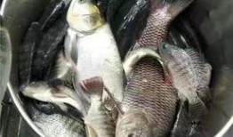 鱼鱼最新爆料,揭秘娱乐圈最新热点事件