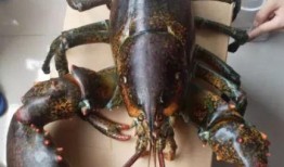 四毛龙虾爆料视频在线观看,揭秘幕后真相，带你走进事件核心