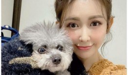 最新台媒爆料小猪,事件持续发酵