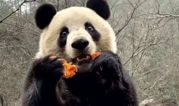 娱乐吃瓜大熊猫视频