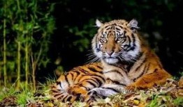 老汪爆料虎豹视频大全集