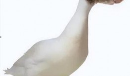 爆料鼠头鸭脖怎么做视频,惊悚爆料背后的真相