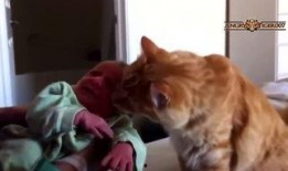 猫和狗的爆料视频,揭秘宠物界的真实生活