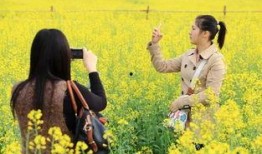 油菜花香在线观看,在线赏花之旅，感受田园诗意