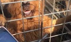 猫和狗的爆料视频,揭秘宠物界的真实生活