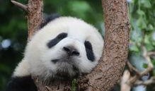 娱乐吃瓜熊猫视频下载,娱乐瞬间尽收眼底