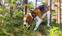 看萌狗最新爆料视频网站,揭秘热门视频网站背后的精彩瞬间