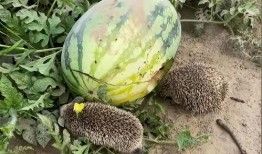 新疆网红吃瓜视频大全集,趣味横生的美食之旅