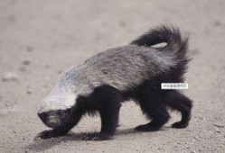 蜜獾最新皮肤爆料,炫酷特效引期待