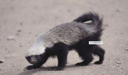 蜜獾最新皮肤爆料,炫酷特效引期待